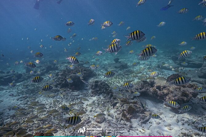 2-Hour Snorkeling Paradise Reef in Cancún Underwater Museum - Punta Nizuc Reef: A Calm Snorkel Site in Cancun