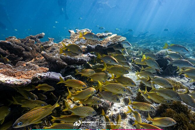 2-Hour Snorkeling Paradise Reef in Cancún Underwater Museum - Price and Reef Preservation Fee: The Real Total