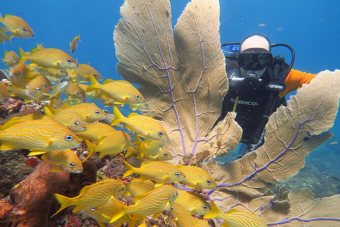 2 Tanks Dives Cancun Underwater Museum for Certified Divers - Your first underwater session at MUSA (8 m / 27 ft): getting comfortable fast