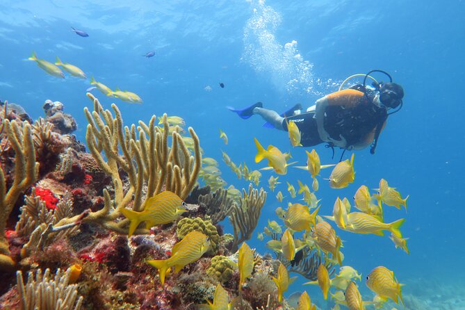 2 Tanks Dives Cancun Underwater Museum for Certified Divers - Your second underwater session at Manchones Reef (10 m / 33 ft): more sea life, a little more challenge