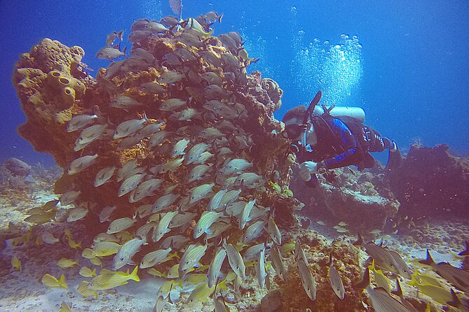 2 Tanks Scuba Diving in Punta Cancun Reefs for Certified Divers - Punta Cancun Reefs: Why Two Tank Sessions Beat a One-Spot Plan