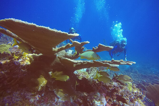 2 Tanks Scuba Diving in Punta Cancun Reefs for Certified Divers - Equipment and Wetsuit: You Don’t Have to Pack the Heavy Stuff
