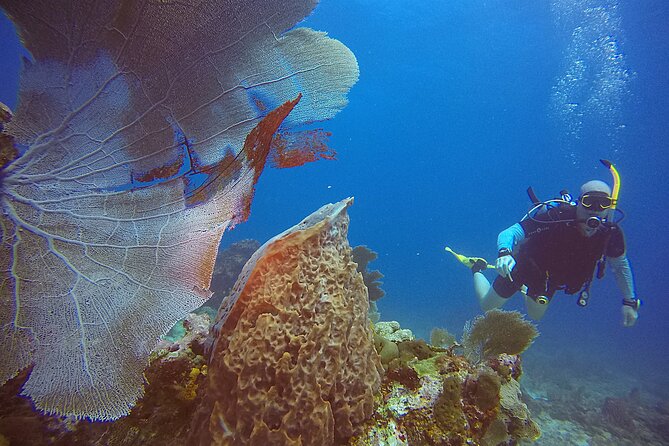 2 Tanks Scuba Diving Wreck and Reef in Cancun for Certified Divers - Before You Go: Seasickness, Timing, and Setup