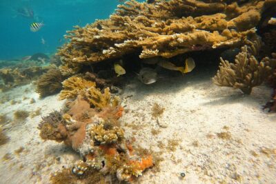 3 Hours VIP Semiprivate Tour Isla Mujeres Full Snorkeling Experience - Price, what you get, and the costs that can surprise you