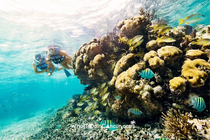 3-in-1 Puerto Morelos: Snorkeling, Tequila & Beachside Lunch - Price and value: is $39 fair for Cancun snorkeling?
