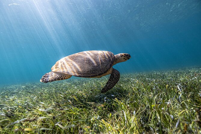 5-in-1 Cancun Snorkeling Tour with Sea Life & Transport Included - Five Stops in 2.5 Hours: How the Route Works