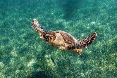 5-in-1 Cancun Snorkeling Tour with Sea Life & Transport Included - Stop 1: Coral Reef Snorkeling Where the Water’s Easy to Read