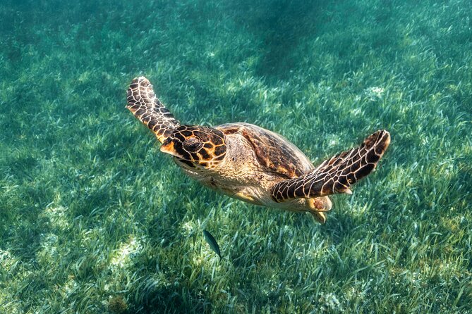 5-in-1 Cancun Snorkeling Tour with Sea Life & Transport Included - Stop 1: Coral Reef Snorkeling Where the Water’s Easy to Read