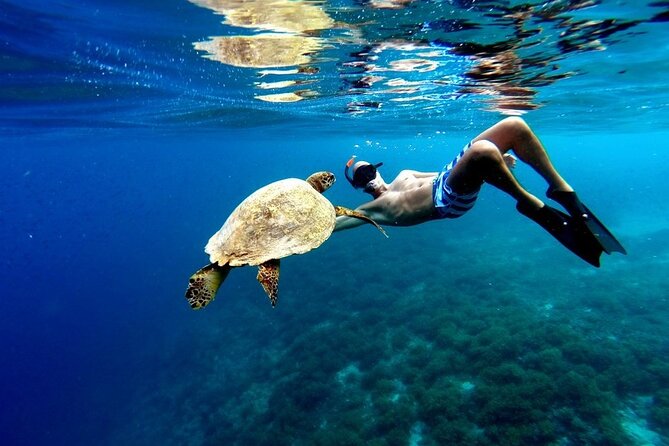 Akumal paradise tour Swimming with Turtles & ancient Tulum Ruins. Lunch included - Key highlights at a glance