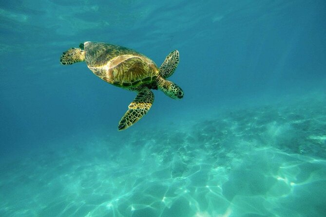 Amazing Adventure in Akumal. Swim with turtles and discover Tulum Ruins. - Akumal Lunch: A Real Meal Before You Hit the Reef