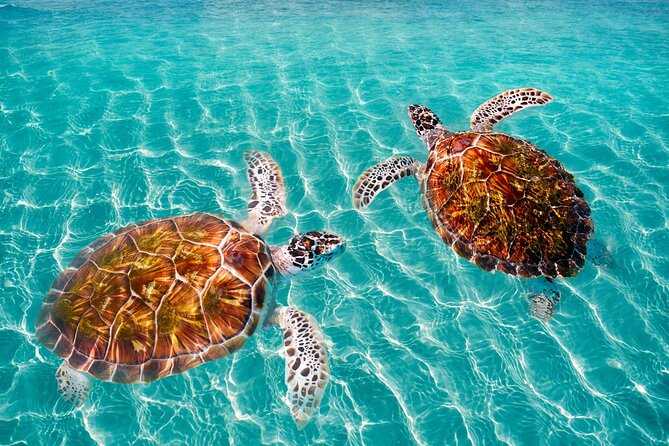 Amazing Adventure in Akumal. Swim with turtles and discover Tulum Ruins. - Akumal Beach Free Time: Use It Strategically