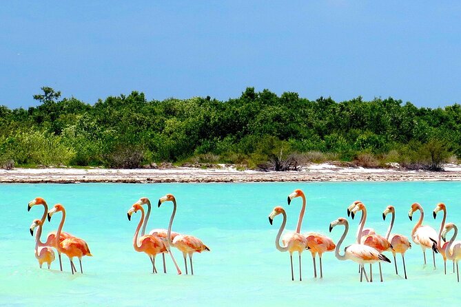 Amazing HOLBOX Full day tour and Cenote swim experience from Cancun! - Price and logistics: where the value really comes from