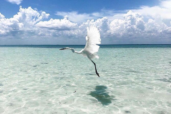 Amazing HOLBOX Full day tour and Cenote swim experience from Cancun! - Who this Holbox and cenote day trip fits best