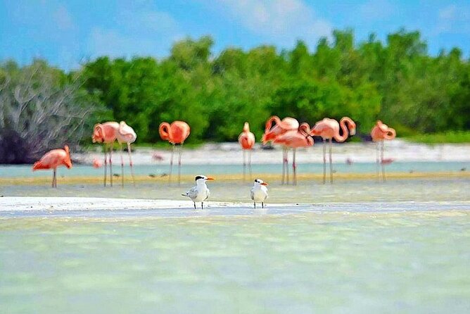 Amazing HOLBOX Full day tour and Cenote swim experience from Cancun! - FAQ
