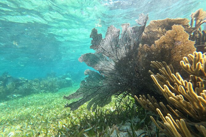 Amazing Snorkeling Experience + Real Mexican Tacos - The Real Mexican Tacos Break: Snack Options and Why It Matters