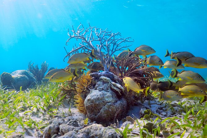 Amazing Snorkeling Experience + Real Mexican Tacos - Puerto Morelos Magic Town Time: What You Can Do Between Swims