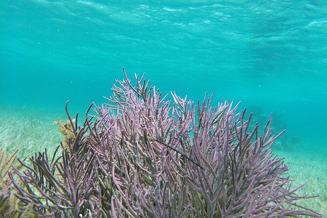 Amazing Snorkeling Experience + Real Mexican Tacos - Price and Value Reality Check: $39, Then the Extra Costs