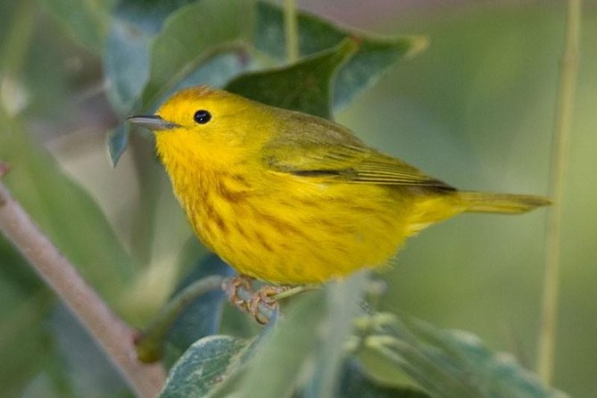 Bird watching ecofriendly tour from Cancun & Riviera Maya - Why This Bird Watching Tour Starts at 5:00am in Cancun