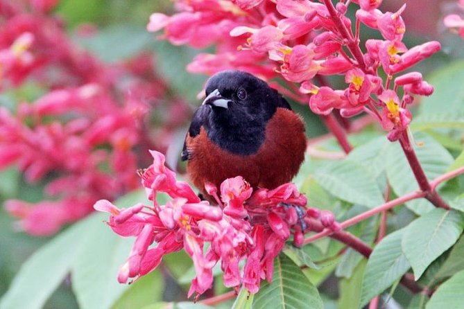 Bird watching ecofriendly tour from Cancun & Riviera Maya - Learning the Mayan Jungle: Flora, Fauna, and Guide José