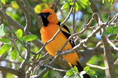 Bird watching ecofriendly tour from Cancun & Riviera Maya - Two Jungle Areas Near Puerto Morelos: How the Bird Walks Are Set Up