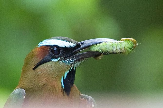 Bird watching ecofriendly tour from Cancun & Riviera Maya - The Jungle Meal: Tortillas and Black Beans in the Yucatan Wild