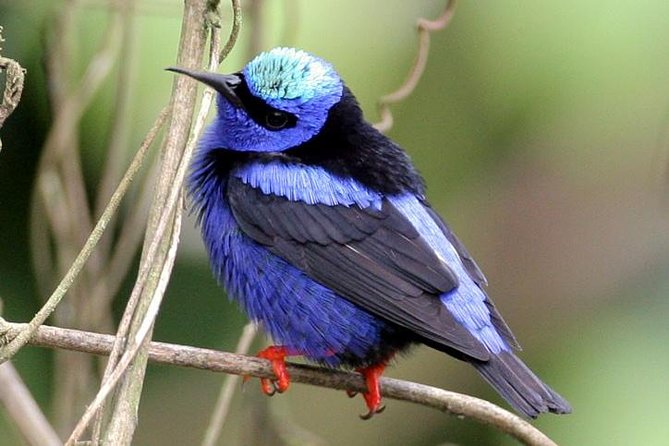 Bird watching ecofriendly tour from Cancun & Riviera Maya - Binoculars, Snacks, and a Post-Tour Species List You Can Use