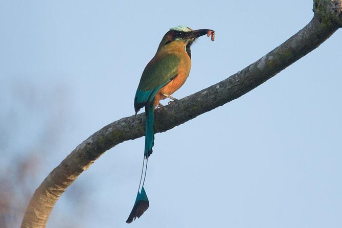 Bird watching ecofriendly tour from Cancun & Riviera Maya - Price and Value: Is $790 per Person Fair?