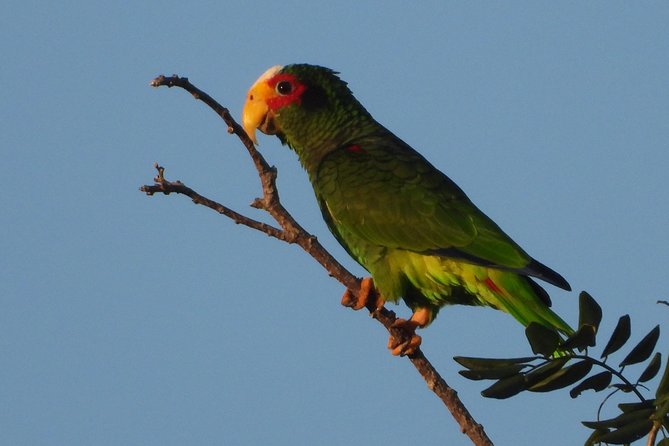 Birds of the Mayan World 1 - Cenote Trails + Birdwatching in Puerto Morelos