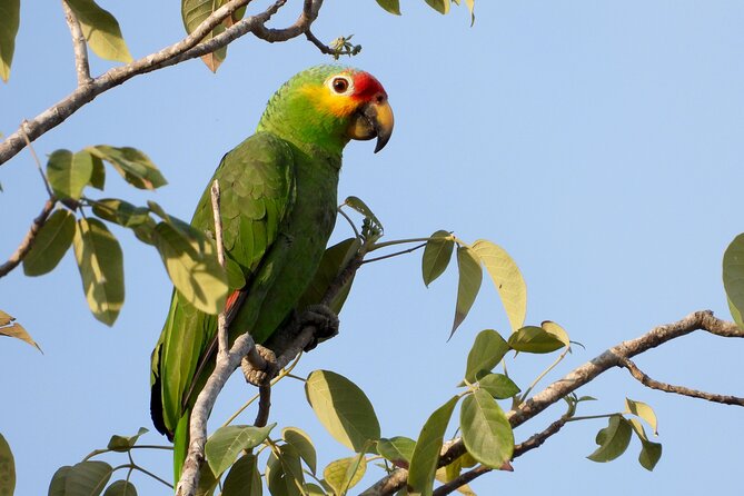 Birds of the Mayan World 1 - Meet the guides: Jose and Gil’s bird-spotting impact