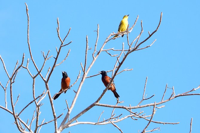 Birds of the Mayan World 1 - What you should realistically expect to see
