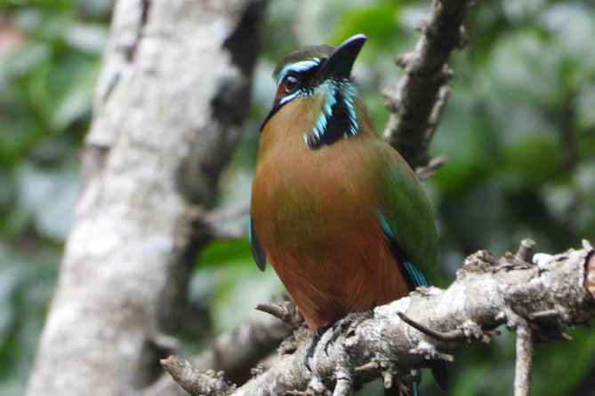 Birds of the Mayan World 1 - Who this tour is best for (and who may want to think twice)