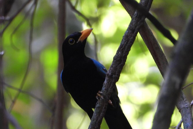 Birds of the Mayan World 1 - Practical planning tips before you go