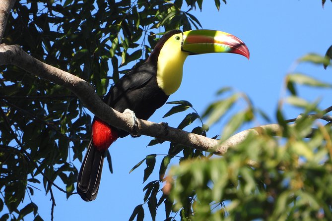 Birds of the Mayan World 1 - The 4-hour experience: timing, pickup, and where to start