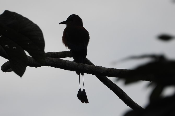 Birds of the Mayan World 2 / Route of the cenotes - How this birding tour fits the real Riviera Maya (not the hotel zone)
