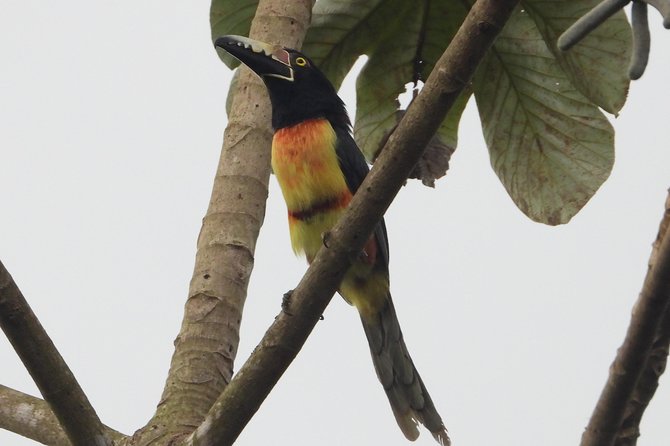 Birds of the Mayan World 2 / Route of the cenotes - José Gil Paz Gutiérrez: the guide style that turns a walk into a bird list