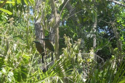 Birds of the Mayan World 2 / Route of the cenotes - The 4-hour flow: what you’ll do from pickup to return