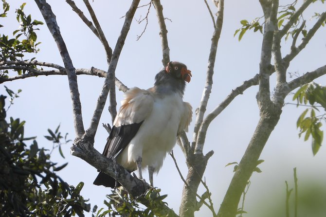 Birds of the Mayan World 2 / Route of the cenotes - Evening vs. daytime: when bird activity changes