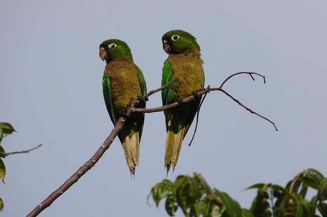 Birds of the Mayan World 2 / Route of the cenotes - What about the cenotes connection?