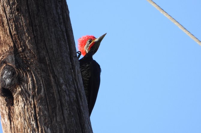 Birds of the Mayan World 2 / Route of the cenotes - Food, pace, and comfort details that actually matter