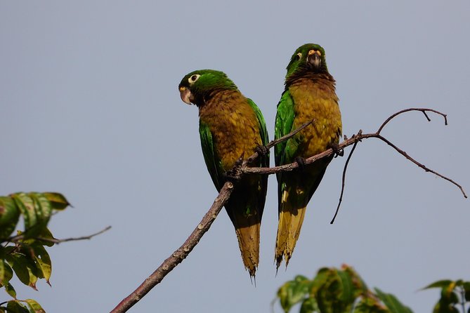 Birds of the Mayan World 3 - Birds of the Mayan World 3: What kind of day is this?
