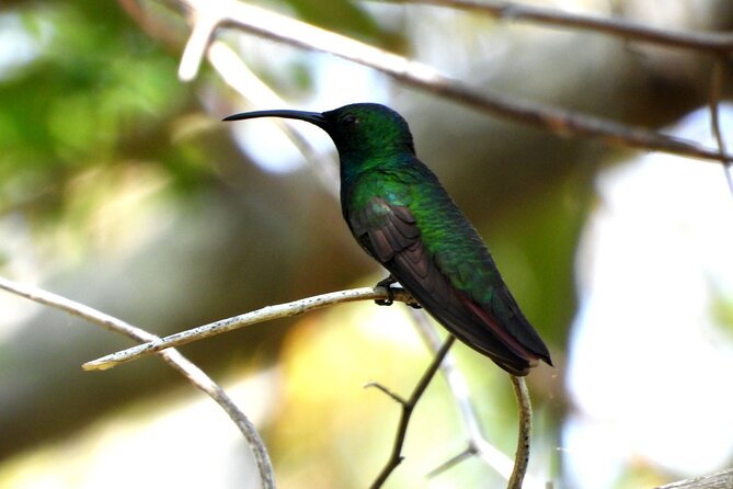 Birds of the Mayan World 3 - Stop 1 in Tulum: bird habitat with real attention to the surroundings