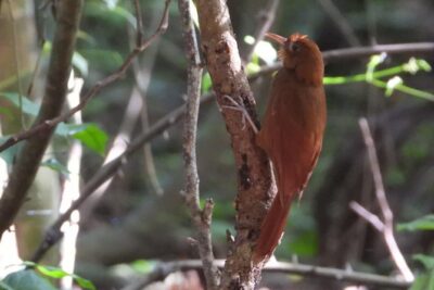 Birds of the Mayan World 3 - The guide factor: Jose and the value of targeted birding