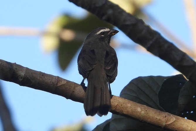 Birds of the Mayan World 3 - Stop 2: Zona Arqueológica de Muyil and the nature-meets-culture feel