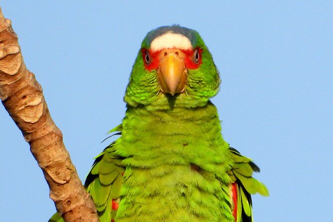 Birds of the Mayan World 3 - Timing in Cancun: plan for an early start and a full morning