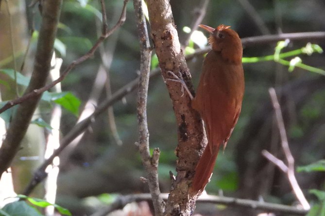 Birds of the Mayan World 3 - The guide factor: Jose and the value of targeted birding