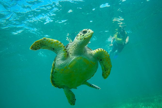 Cancun Adventure: Reef Snorkeling & Parasailing Experience - The Most Praised Parts: What to Bet Your Vacation On
