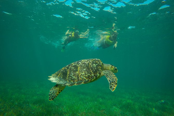 Cancun Adventure: Reef Snorkeling & Parasailing Experience - Who This Tour Suits Best