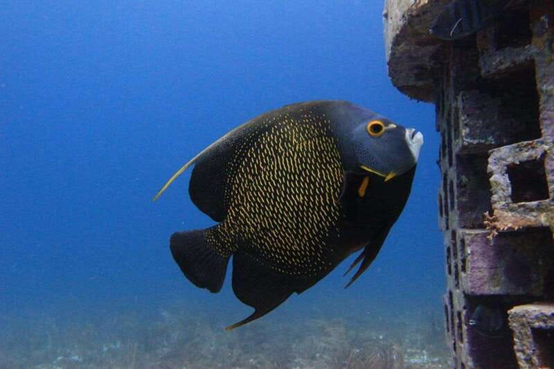Cancun: Dive Underwater Museum & Manchones Reef - Small group size and how it changes your day