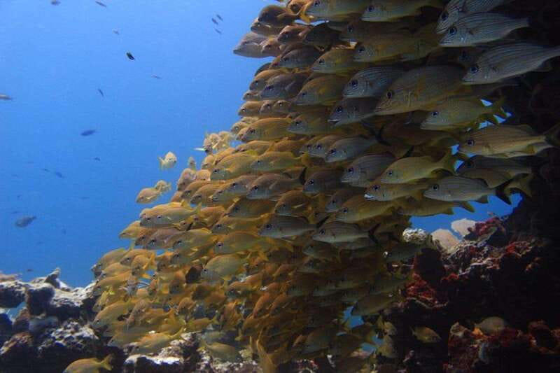 Cancun: Dive Underwater Museum & Manchones Reef - 5-hour schedule from 9:00 AM to about 1:00 PM