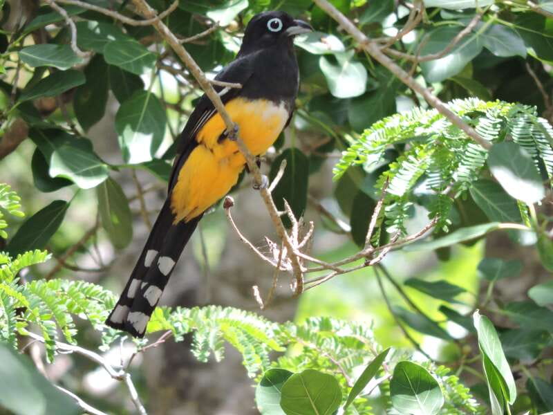 Cancún: Guided Birdwatching Hike - Key things to know before you go